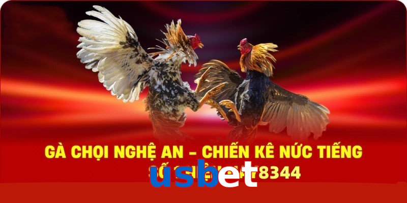 Gà Chọi Nghệ An – Chiến Kê Nức Tiếng Số 1 Hiện Nay
